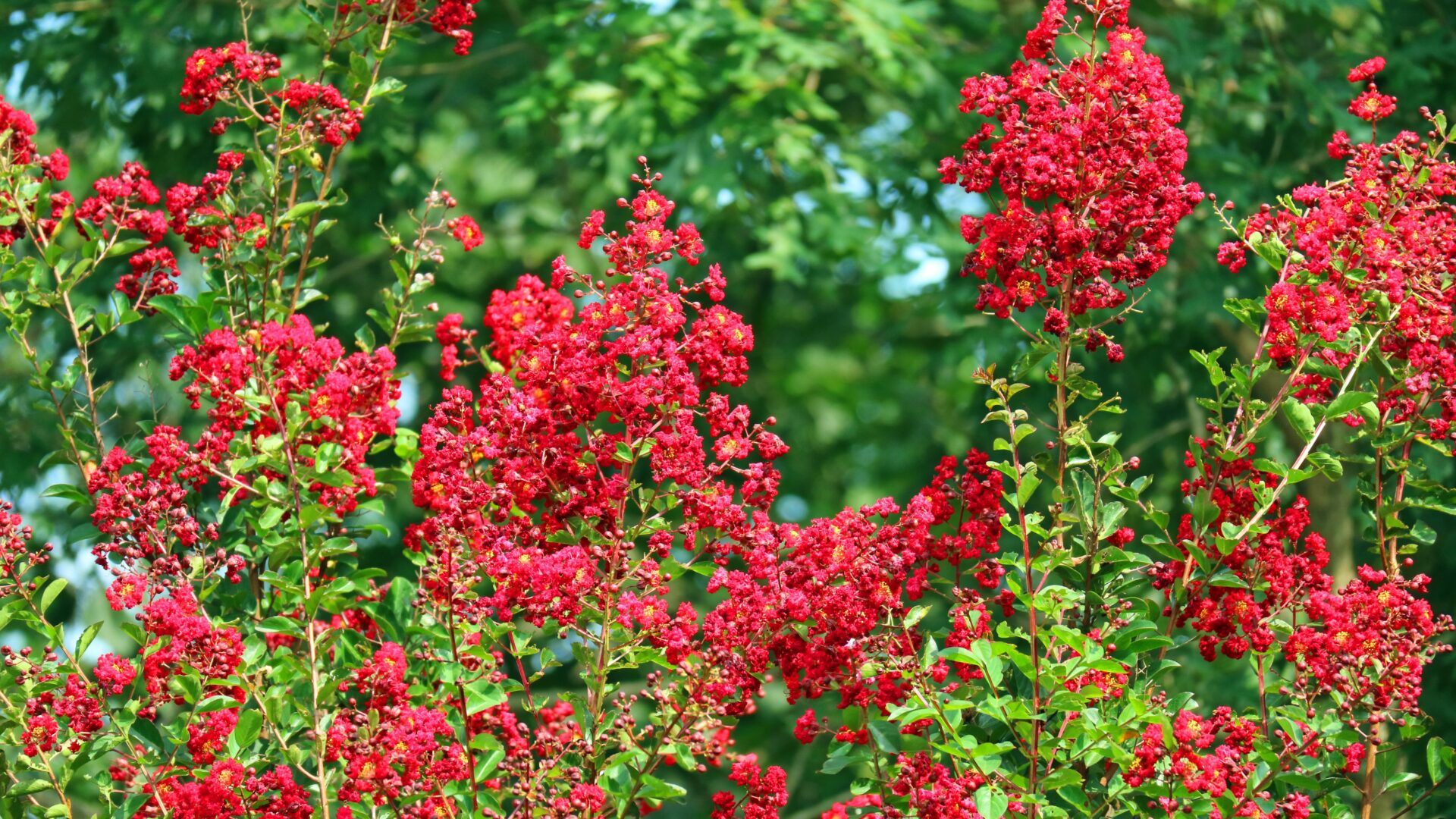 Nicholson Tree Farm Red Rocket Trees