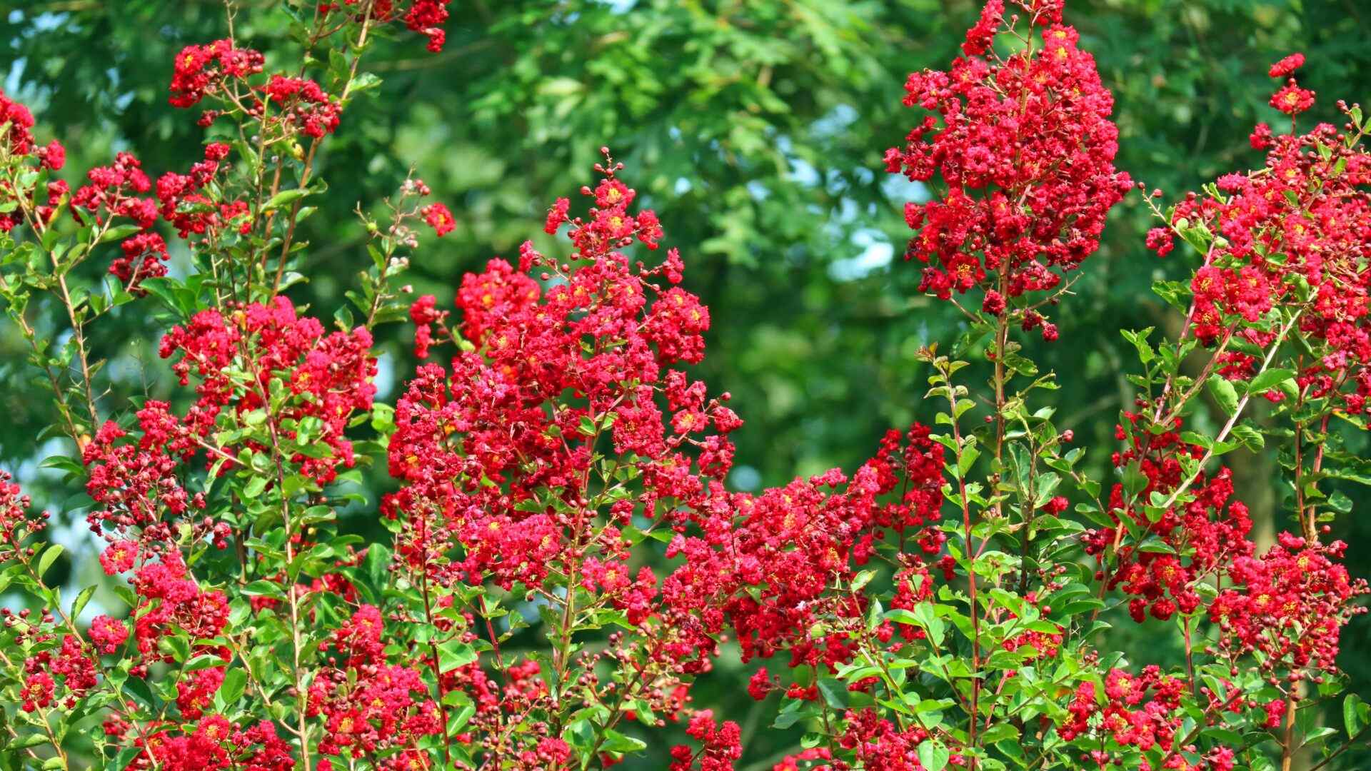 Nicholson Tree Farm Yuma Crape Myrtle Trees