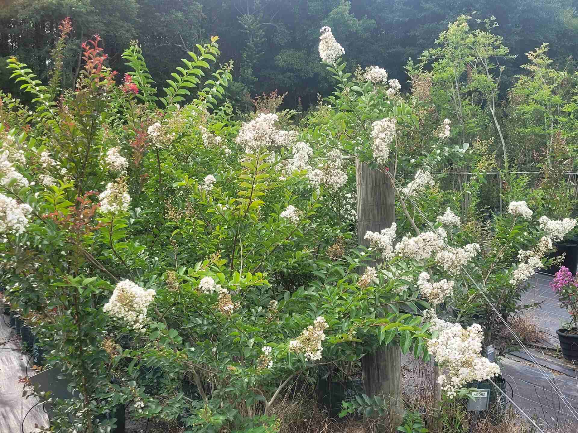 Nicholson Tree Farm Tuscarora Crape Myrtle Tree