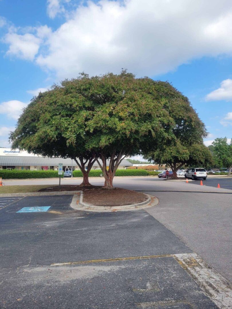 A Tall Plant With Full Of Leaves- Nicholson Trees