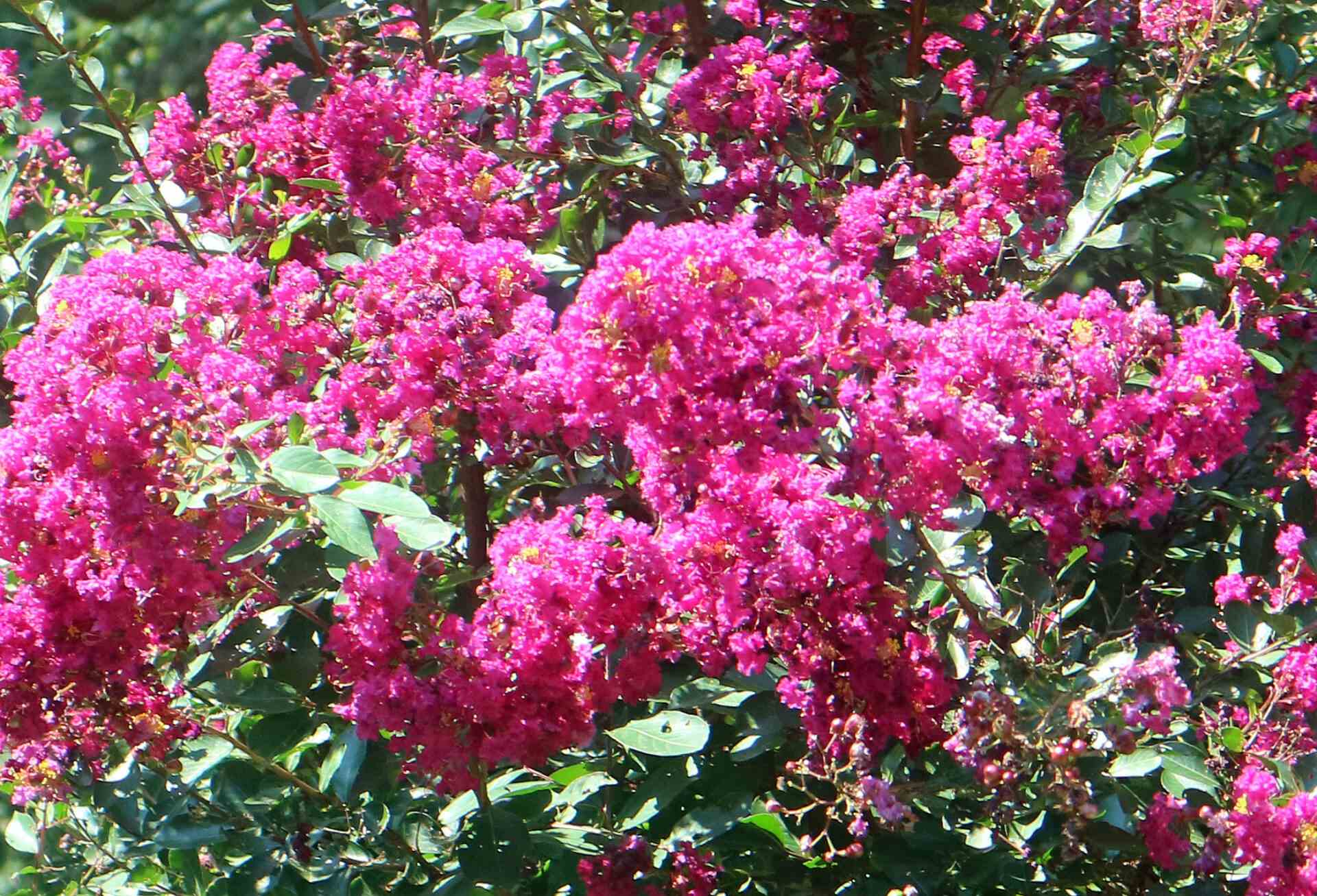 Trees Grown With Colorful Flowers- Nicholson Trees