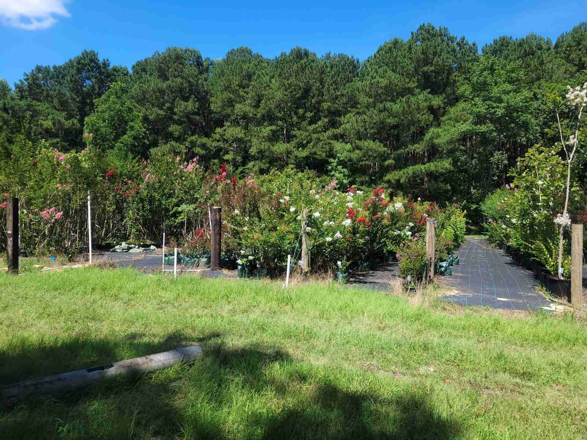 A view of tall trees and flowering plants