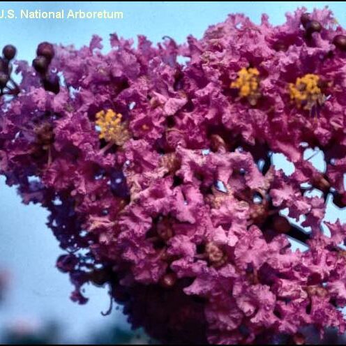 Pink Colored Flowers - Tonto Plant